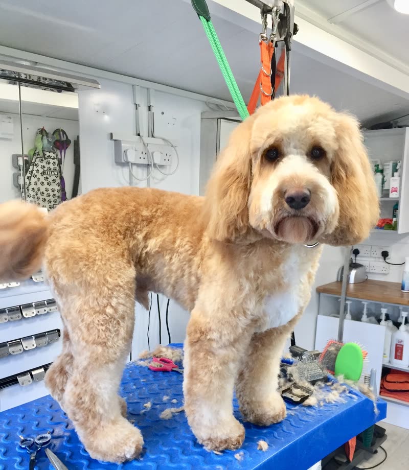 A freshly groomed apricot cockapoo standing on the blue grooming table inside Ridgeway Dog Grooming Studio, tools around it