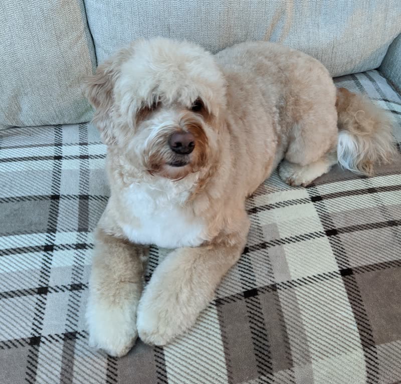 A fluffy apricot cockapoo with a tidy trim lying on a tartan blanket on a sofa
