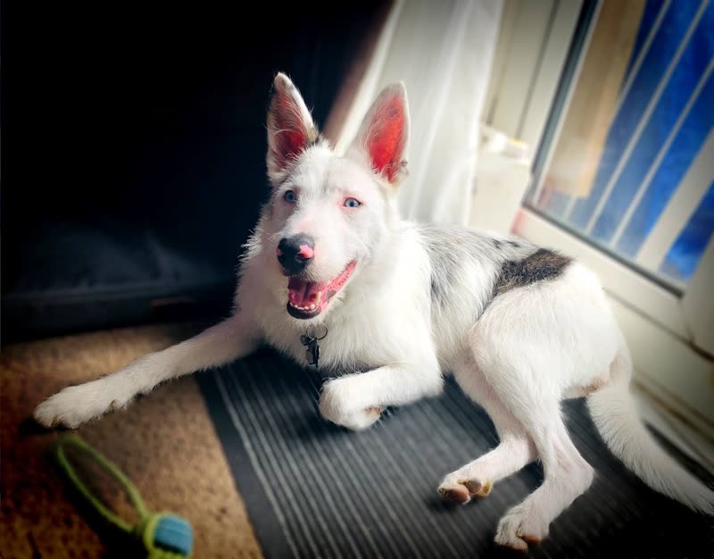 A white and grey husky lying on a striped rug in sunlight with a toy nearby