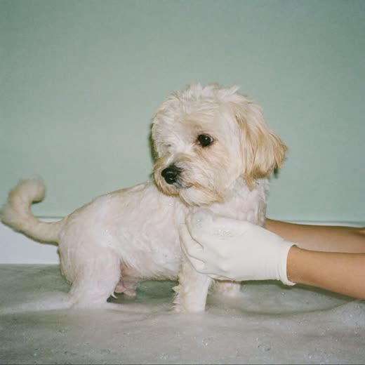 A small white dog being rinsed in a grooming bath